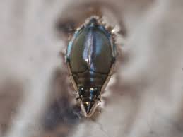 Attēlu rezultāti vaicājumam “Gyrinidae”