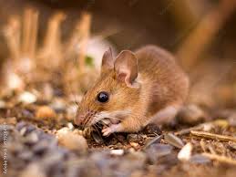 Attēlu rezultāti vaicājumam “Apodemus flavicollis”