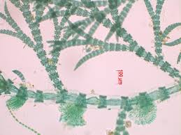 Attēlu rezultāti vaicājumam “Ceramium sp.”