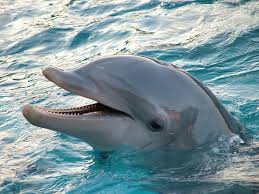 Image result for Tursiops truncatus