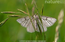 Attēlu rezultāti vaicājumam “Siona lineata”