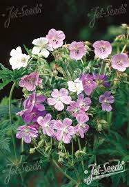 Attēlu rezultāti vaicājumam “Geranium pratense”