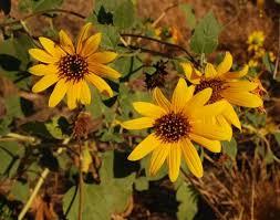 Image result for Helianthus annuus