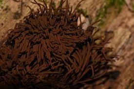 Attēlu rezultāti vaicājumam “Cribraria aurantiaca var. persoonii young”