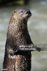Attēlu rezultāti vaicājumam “Lutra lutra”