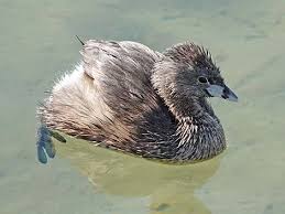 Image result for Podilymbus podiceps