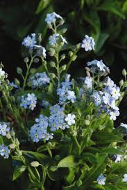 Attēlu rezultāti vaicājumam “Myosotis sylvatica leaf”