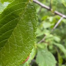 Attēlu rezultāti vaicājumam “Prunus domestica subsp. domestica leaf”
