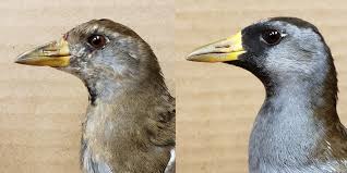 Image result for Porzana carolina