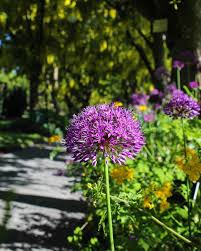 Attēlu rezultāti vaicājumam “Allium holandicum flower”