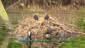 Attēlu rezultāti vaicājumam “Fulica atra eggs”