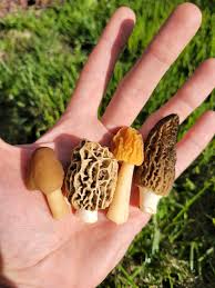 Attēlu rezultāti vaicājumam “Verpa bohemica”