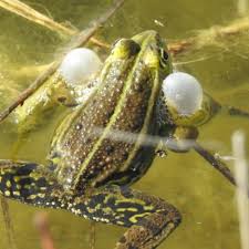 Attēlu rezultāti vaicājumam “Pelophylax”