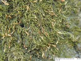 Attēlu rezultāti vaicājumam “Leskea polycarpa”