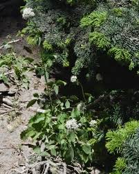 Attēlu rezultāti vaicājumam “Trichia alpina sessile”