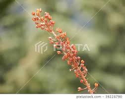 Attēlu rezultāti vaicājumam “Rumex acetosa bud”