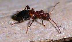 Attēlu rezultāti vaicājumam “Anthicidae”