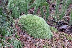 Attēlu rezultāti vaicājumam “Leucobryum glaucum”