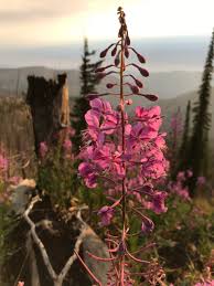 Attēlu rezultāti vaicājumam “Epilobium angustifolium bud”