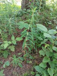 Attēlu rezultāti vaicājumam “Polygonatum verticillatum leaf”