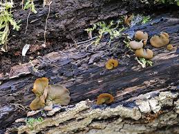 Attēlu rezultāti vaicājumam “Chlorencoelia versiformis”