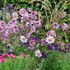 Image result for Anemonenarten