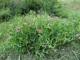 Attēlu rezultāti vaicājumam “Lathyrus latifolius”