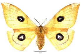 Attēlu rezultāti vaicājumam “Aglia tau”