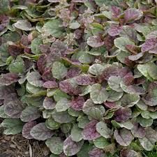 Image result for Ajuga reptans