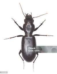 Attēlu rezultāti vaicājumam “Broscus cephalotes”