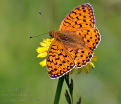 Attēlu rezultāti vaicājumam “Argynnis aglaja”