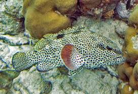 Image result for Epinephelus adscensionis