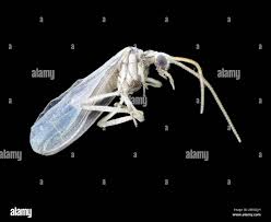 Attēlu rezultāti vaicājumam “Coniopterygidae”