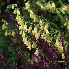 Image result for Digitalis grandiflora