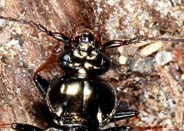 Attēlu rezultāti vaicājumam “Loricera pilicornis”