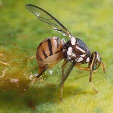 Attēlu rezultāti vaicājumam “Tephritidae”