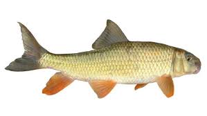 Image result for Moxostoma erythrurum