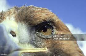 Attēlu rezultāti vaicājumam “Aquila chrysaetos”