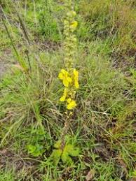 Image result for Verbascum phlomoides