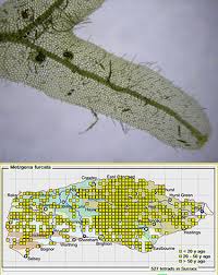 Attēlu rezultāti vaicājumam “Metzgeria violacea”