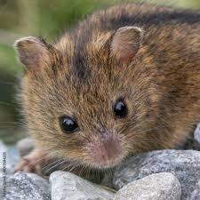 Attēlu rezultāti vaicājumam “Sicista betulina”