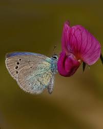 Attēlu rezultāti vaicājumam “Argynnis niobe underside”