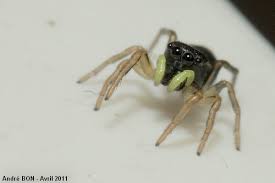 Attēlu rezultāti vaicājumam “Heliophanus sp.”