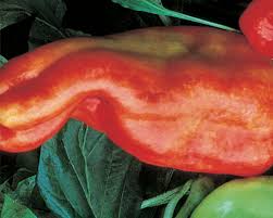 Afbeeldingsresultaat voor aconcagua sweet pepper