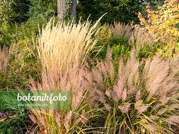 Attēlu rezultāti vaicājumam “Calamagrostis arundinacea”