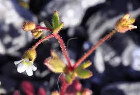 Attēlu rezultāti vaicājumam “Saxifraga tridactylites flower”