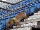 Military sniffer dog working in the south stand on the Esplanade in front of - via Daymix