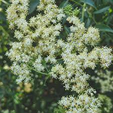 Attēlu rezultāti vaicājumam “Adoxaceae”