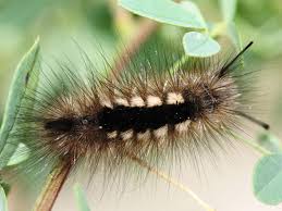 Attēlu rezultāti vaicājumam “Gynaephora selenitica”