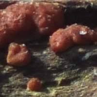 Attēlu rezultāti vaicājumam “Hypocrea rufa”